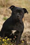 STAFFIE 331